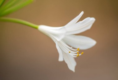 beyaz zambak çiçeği makro yüzeysel alan detaylarının derinliği