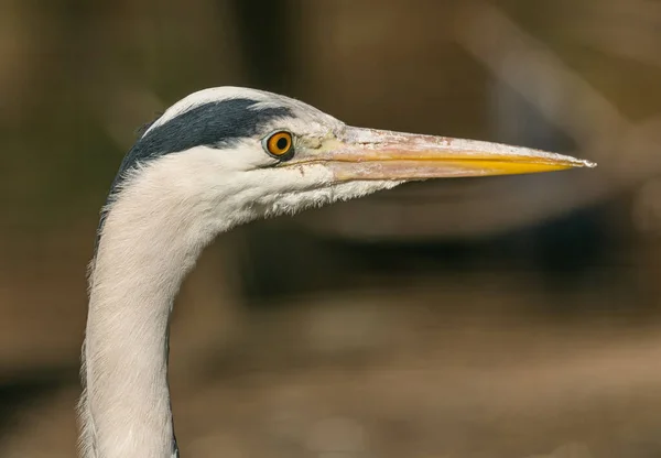 Portrait Great Blue Heron Animal Zoo — Stock Photo, Image