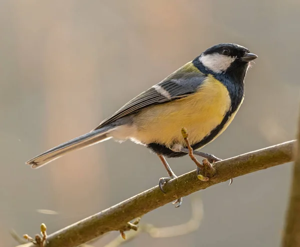 Gran Teta Parus Major Pájaro Pie Sobre Una Rama Animal — Foto de Stock