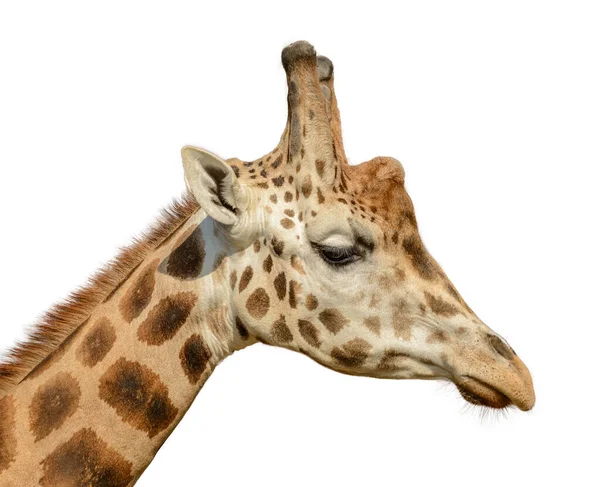 Gedetailleerd Portret Van Een Giraffe Wit — Stockfoto