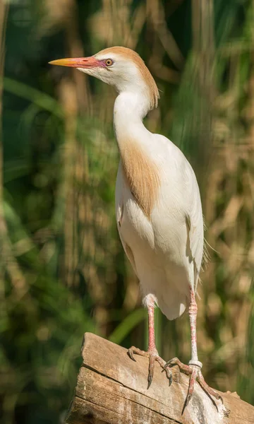 Pequena Torre Gado Branco Bubulcus Ibis Log Zoológico — Fotografia de Stock