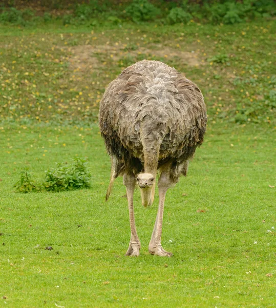 Struisvogel Struthio Camelus Vrouwtje Gras Dierentuin — Stockfoto