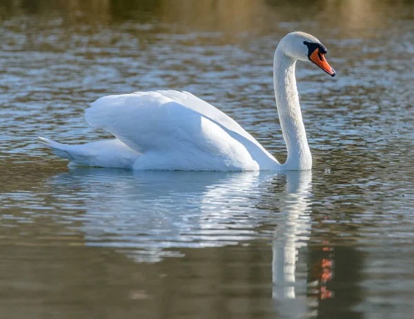 swan swimming on the water with ripples and reflection, wild