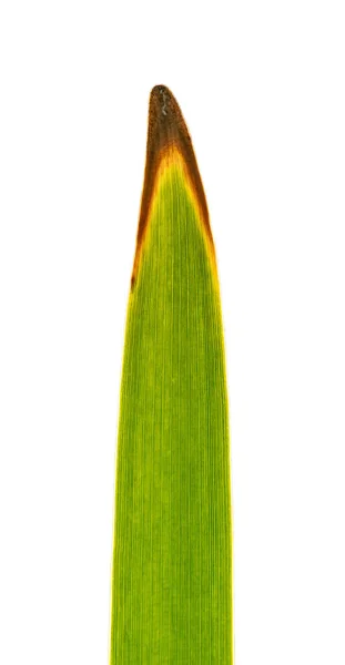 Tip Reed Leaf Backlight Isolated White Detail — Stock Photo, Image