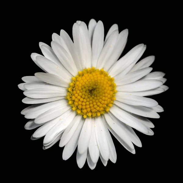 White Common Lawn Daisy Bellis Perennis Flower Top View Isolated — Stock Photo, Image