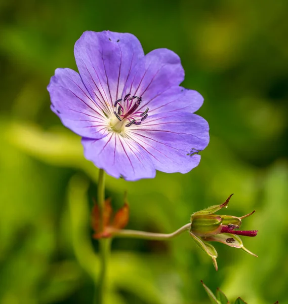 Cranesbill Roxo Gerânio Macro Flor Com Botão — Fotografia de Stock