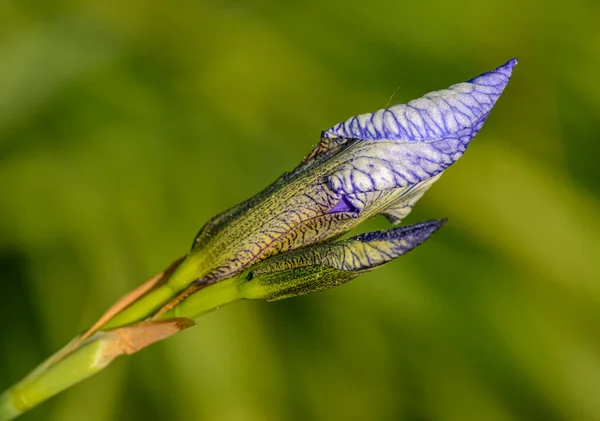 Iris Versicolor Também Comumente Conhecido Como Bandeira Azul Azul Arlequim — Fotografia de Stock