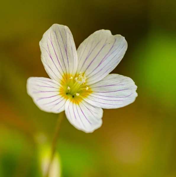 Único Branco Azeda Madeira Comum Oxalis Acetosella Flor Detalhe — Fotografia de Stock