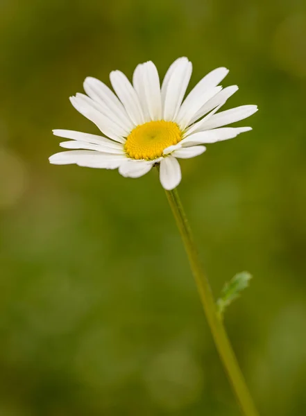 white daisy flower closeup with stem wild