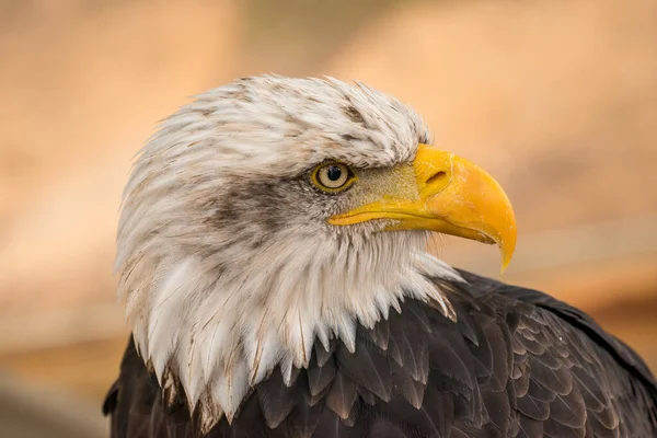 动物园里一只秃鹰的肖像 — 图库照片