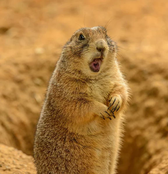 Retrato Perro Pradera Cynomys Ludovicianus Con Boca Abierta Mirando Sorprendido — Foto de Stock