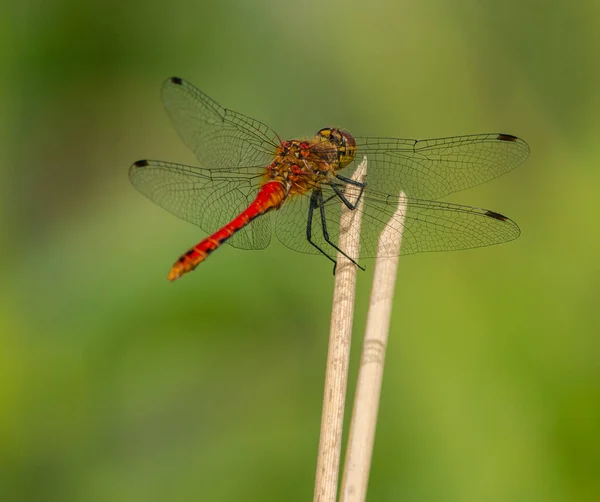 Rote Libelle Sitzt Auf Trockener Vegetation Wild — Stockfoto