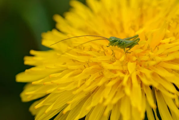Little Grasshopper Long Antennas Big Yellow Dandelion Flower — Stock Photo, Image