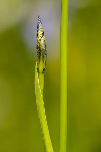 Iris Versicolor Ook Algemeen Bekend Als Blauwe Vlag Harlekijn Blauwe — Stockfoto