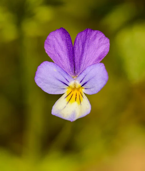 Johnny Jump Up Heartsease Stok Foto Johnny Jump Up Heartsease Gambar Bebas Royalti Depositphotos