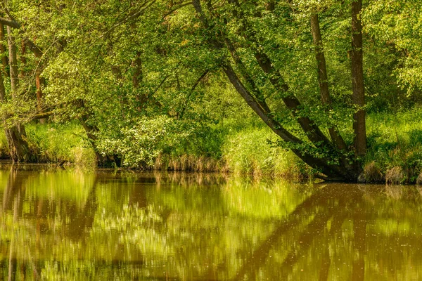 Отражения Зеленых Деревьев Спокойной Поверхности Реки Стрибро — стоковое фото