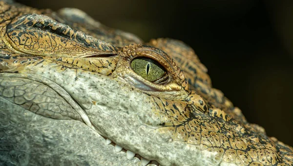 Retrato Crocodilo Com Detalhe Olho — Fotografia de Stock