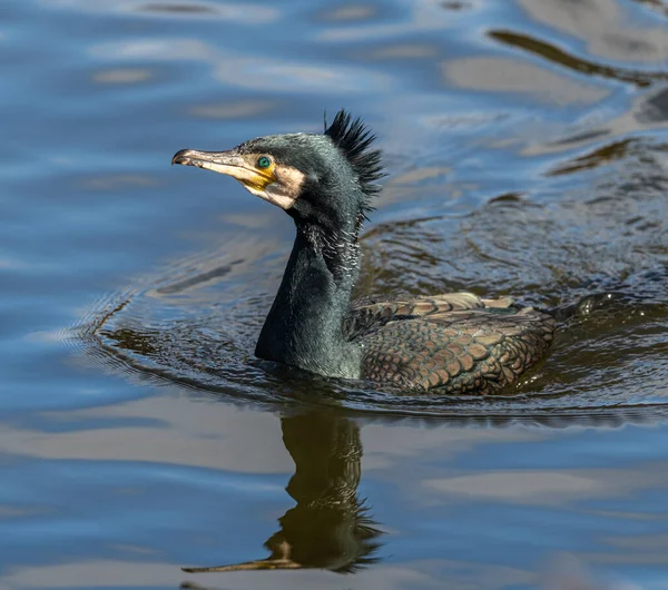 Zwarte Aalscholver Met Punk Haar Zwemmen Het Water Dier Wild — Stockfoto