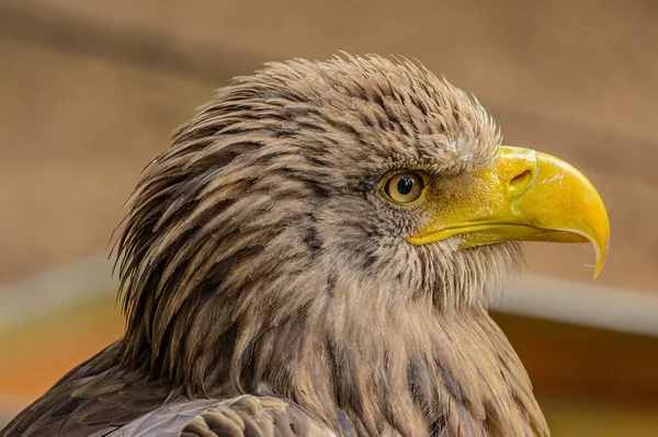 Retrato Detallado Del Águila Marina Zoológico — Foto de Stock