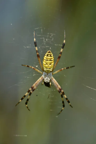 Grande Araignée Croisade Rayée Jaune Assis Milieu Propre Toile — Photo