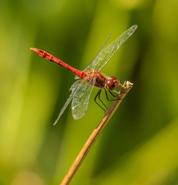 Rote Libelle Sitzt Auf Trockenem Stamm Wild — Stockfoto