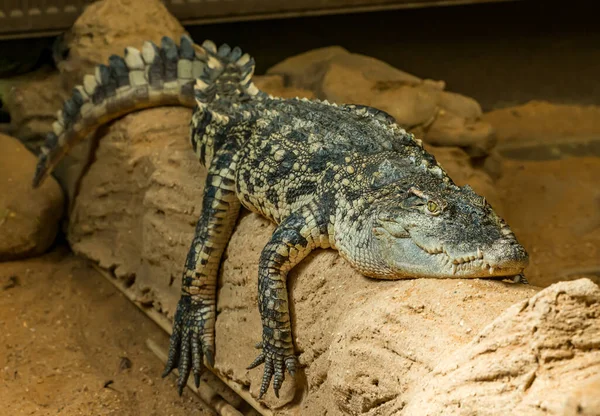Crocodilo Que Coloca Banco Concreto Com Pernas Penduradas Jardim Zoológico — Fotografia de Stock