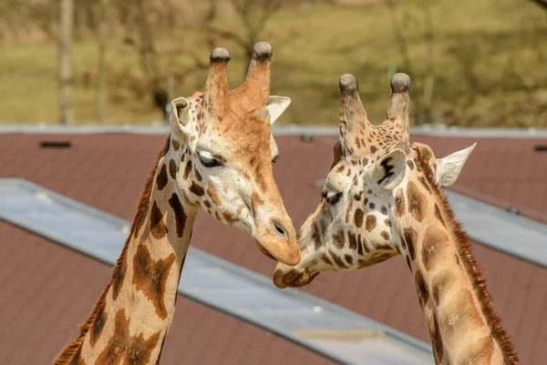 Головы Двух Жирафов Соединяющихся Зоопарке — стоковое фото