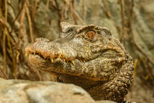 Retrato Crocodilo Com Cabeça Elevada Zoológico — Fotografia de Stock