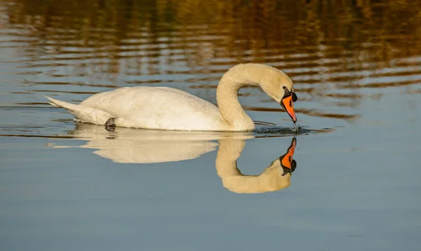 Swan Lake Reflection Wild — Stock Photo, Image