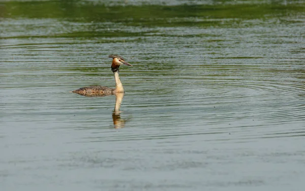 Ptaszek Pływający Wodzie Dziki Podiceps Cristatus — Zdjęcie stockowe