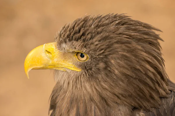 Retrato Lado Águila Marrón Zoológico — Foto de Stock
