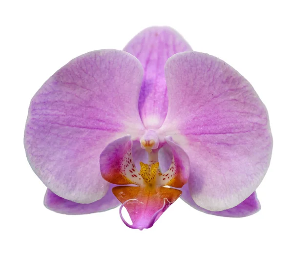 Részlet Rózsaszín Orchidea Virág Fehér Elszigetelt — Stock Fotó