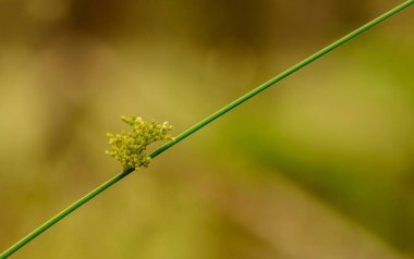 Genel acele ya da yumuşak acele çim kamış (juncus effusus), detay