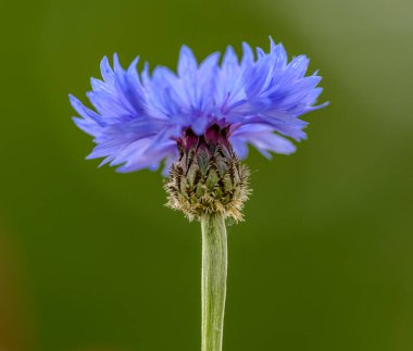 yeşil arkaplandaki tek mavi çiçek (centaurea siyanus), detay