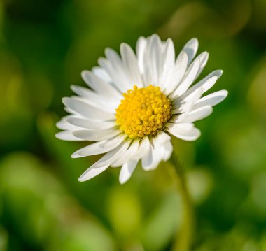 tek beyaz papatya, çim papatyası veya İngiliz papatyası (bellis perennis) çiçeği, detay