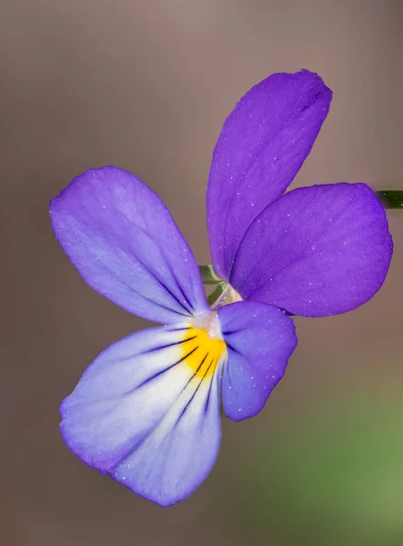 Viola Tricolor Más Néven Johnny Ugorj Fel Szívszorító Érzés Szív — Stock Fotó