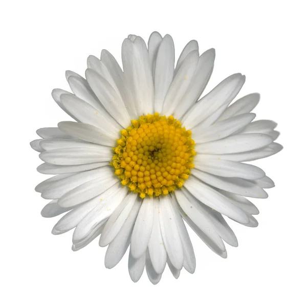 Weißer Gemeinsamer Rasen Gänseblümchen Bellis Perennis Blume Draufsicht Isoliert Auf — Stockfoto