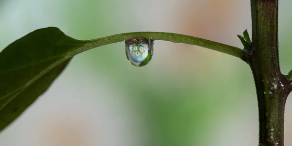 Imagem Margaridas Ver Através Gota Água Sob Uma Folha Detalhe — Fotografia de Stock