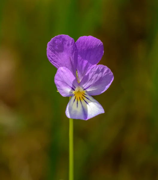 Viola Tricolor Más Néven Johnny Ugorj Fel Szívszorító Érzés Szív — Stock Fotó