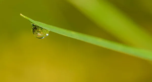 Water Drop End Grass Blade Detail — Stock Photo, Image