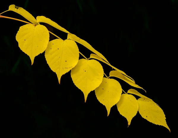 Galho Com Folhas Amarelas Preto Isolado — Fotografia de Stock