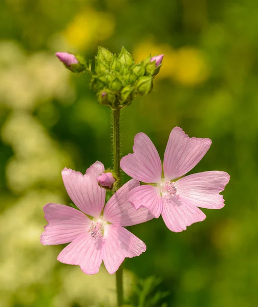 上のマクロに蕾のついた茎にピンクの2弁花をつけ — ストック写真