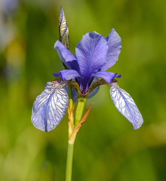 Iris Versicolor Широко Известен Голубой Флаг Арлекин Голубой Крупный Голубой — стоковое фото