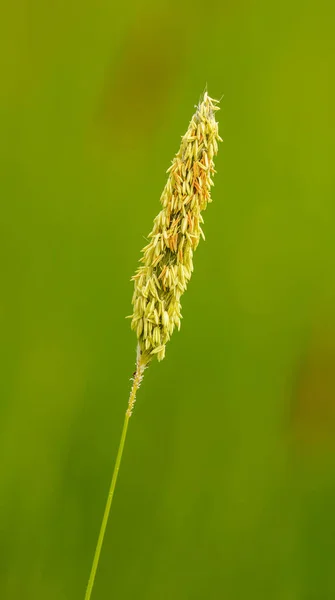 Prado Foxtail Grama Detalhe Inflorescência Macro — Fotografia de Stock