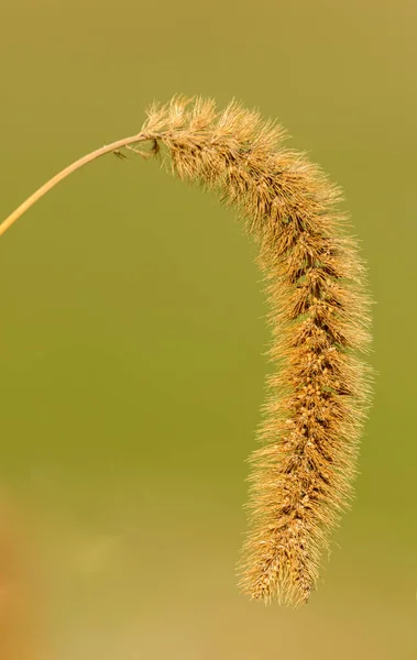 dry fox tail grass (millet) flower isolated on green