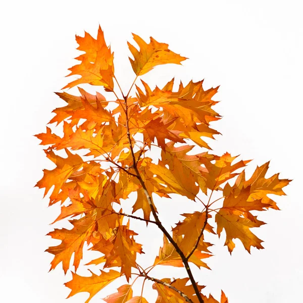 branch of northern red oak (or champion oak, Quercus rubra, Quercus borealis) with autumn orange leaves