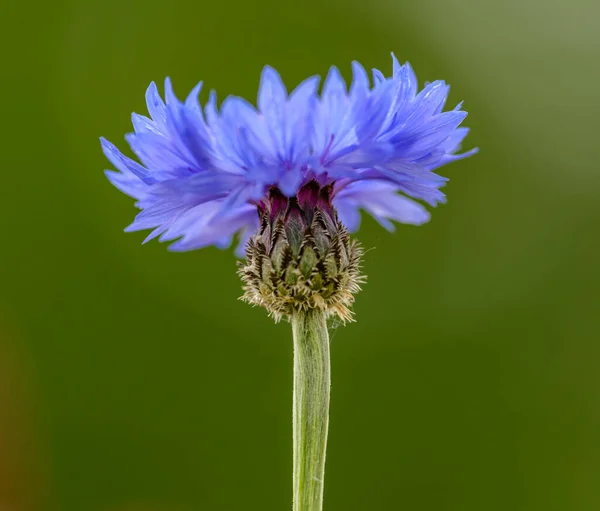 Одиночный Голубой Васильковый Холостяцкий Цветок Centaurea Cyanus Цветок Зеленом Фоне Стоковая Картинка