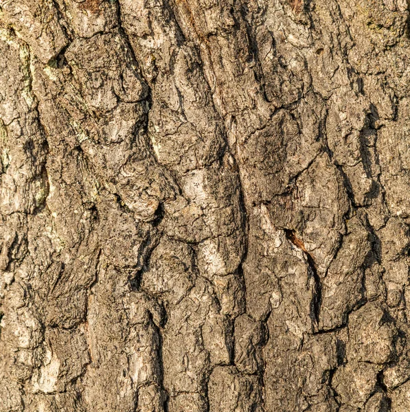 Textura Gris Corteza Árbol Detalle —  Fotos de Stock