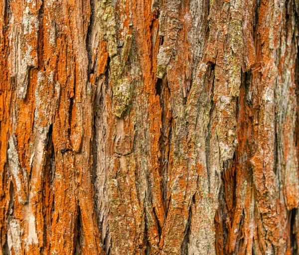 Ağaç Kabuğunun Turuncu Dokusu Detay — Stok fotoğraf