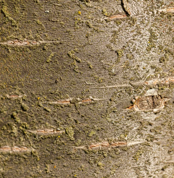 Textura Cinzenta Casca Árvore — Fotografia de Stock